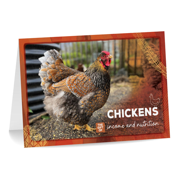 CHICKENS | The gift of income and nutrition