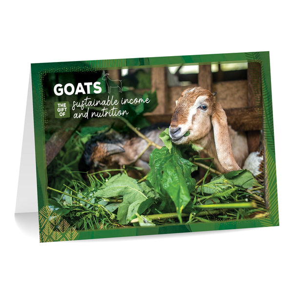 GOATS | The gift of sustainable income and nutrition